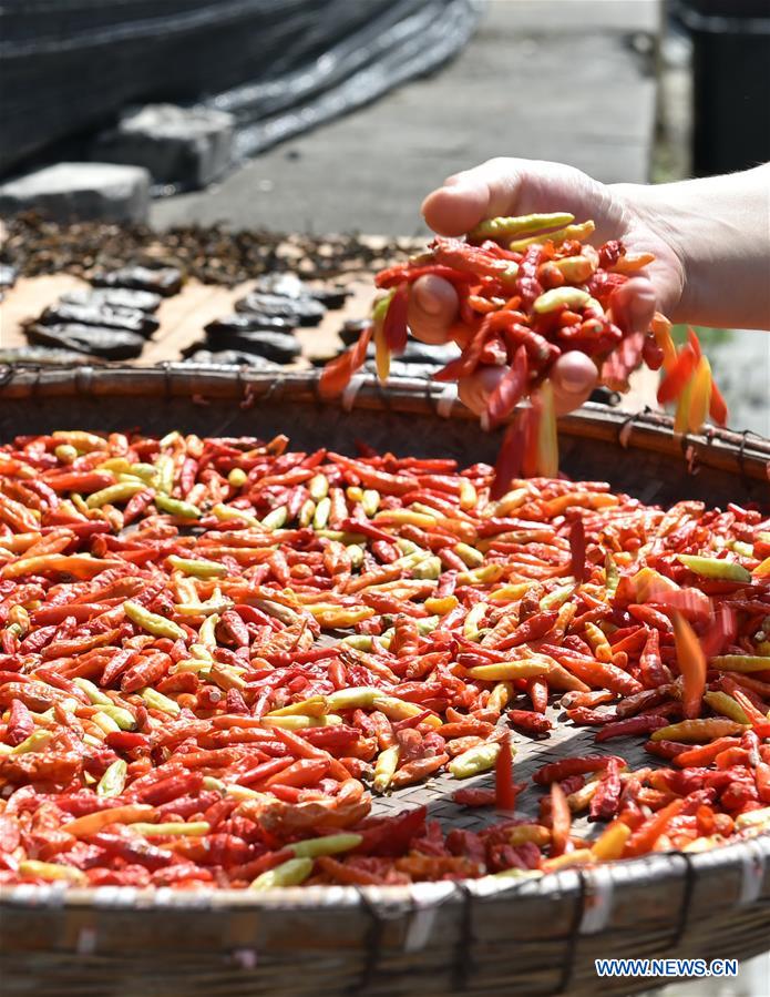 CHINA-ANHUI-YIXIAN-HARVEST (CN)