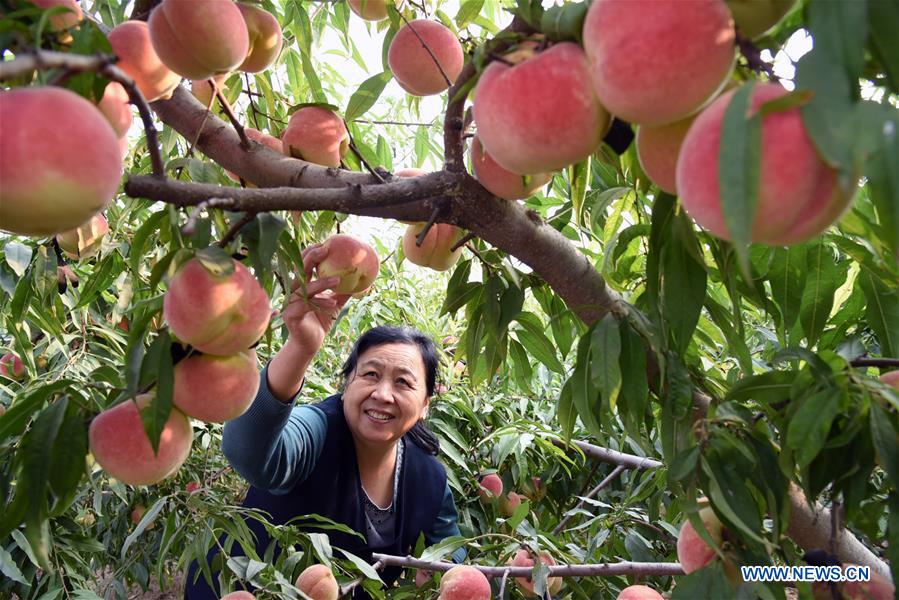 #CHINA-AGRICULTURE-HARVEST (CN)