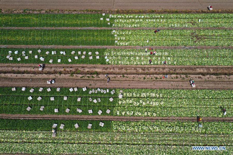 #CHINA-AGRICULTURE-SUMMER-FARM WORK (CN)