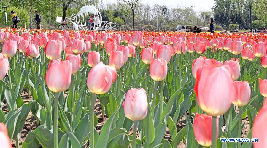 CHINA-LIAONING-SHENYANG-SCENERY (CN)