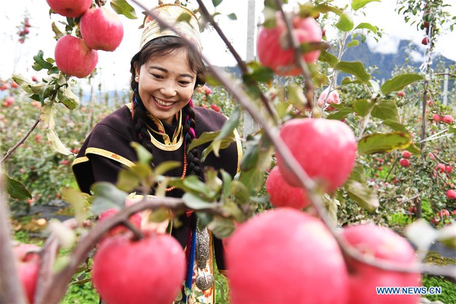 (InTibet) CHINA-TIBET-NYINGCHI-APPLE CULTIVATION PROFESSOR (CN)