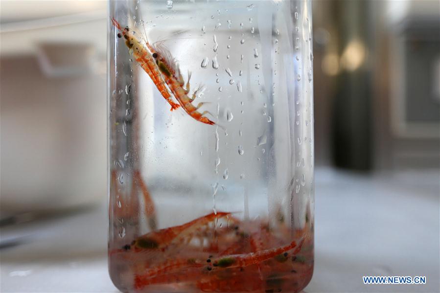 (EyesonSci)CHINA-XUELONG 2-ANTARCTIC EXPEDITION