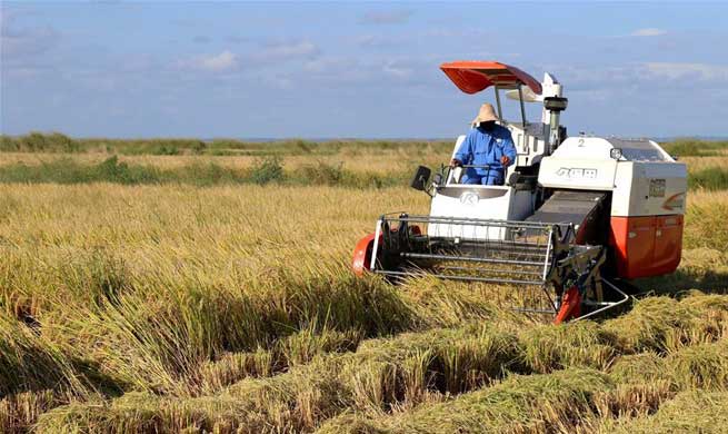 Feature: Chinese rice farm brings modern agriculture to Mozambican farmers