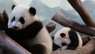 US&rsquo;s only giant panda twins made their first expedition into an outdoor space