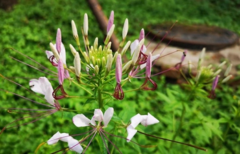 Beijing scenery through mobile phone