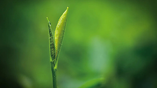 這片樹葉，改變了世界！