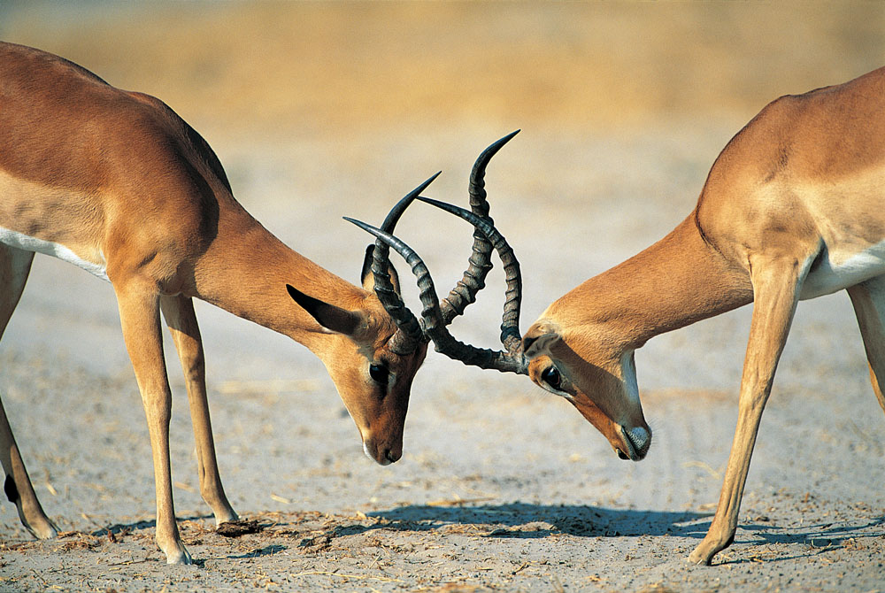 方正集團(tuán)三高管接受調(diào)查 方正、政泉纏斗始末