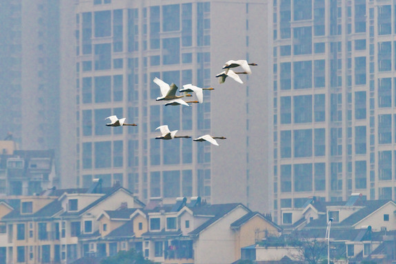 江西經(jīng)濟(jì)轉(zhuǎn)型求變：注入生態(tài)、創(chuàng)新、智能多重因子