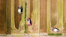 夏糧，穩(wěn)！