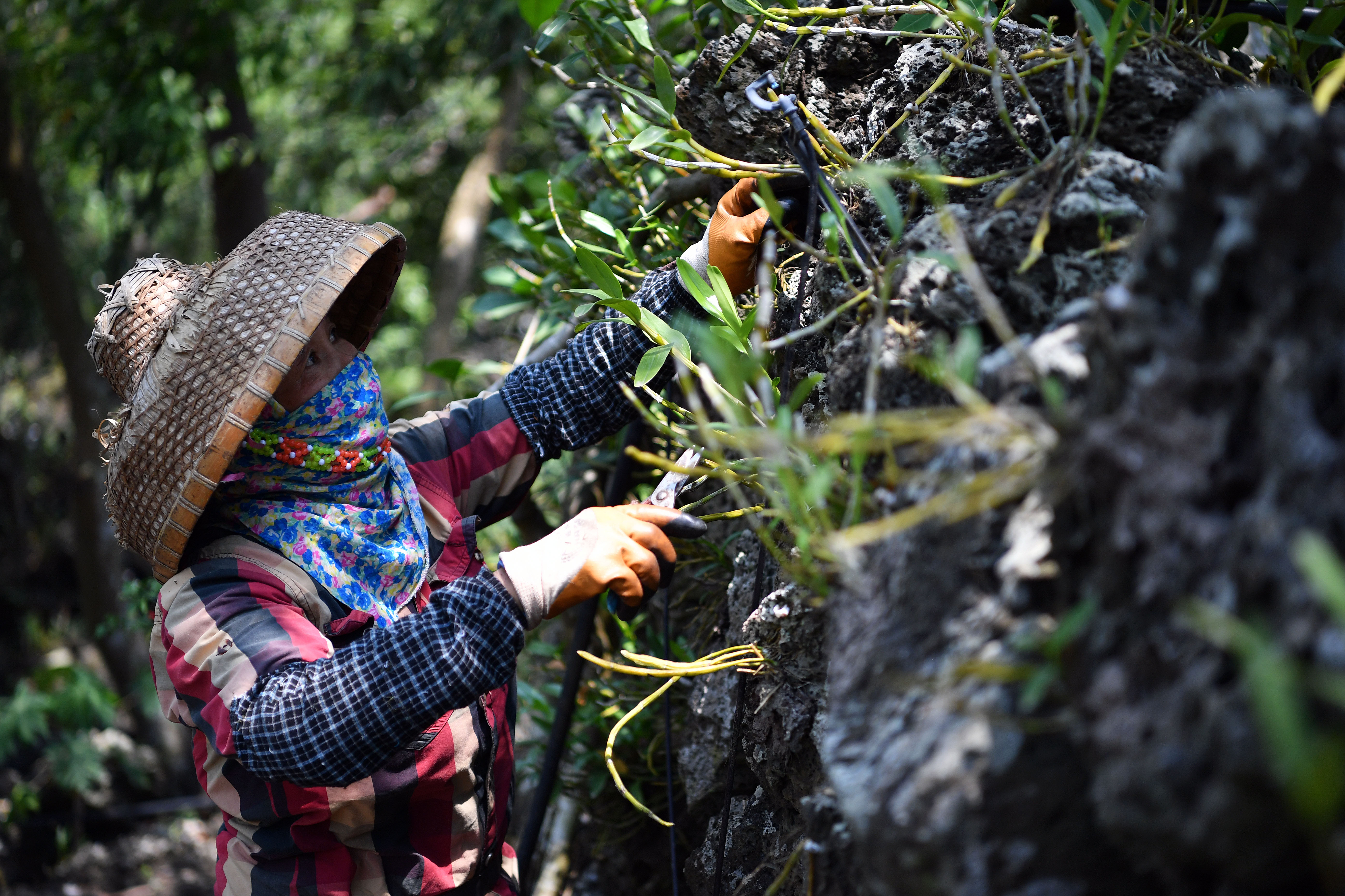【圖集】海南施茶村：火山石上開出幸?；? /></a>
            <p class=