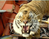 多行業(yè)上演龍虎斗 龍頭企業(yè)相煎何急