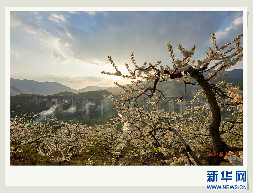 李花白，彩霞紅，春意濃