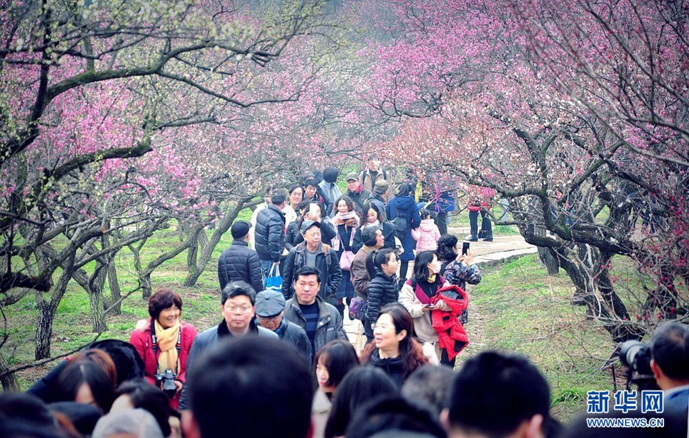 梅開(kāi)又是一年春