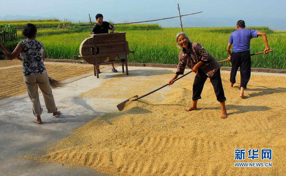 秋收稻田與秋收曬壩