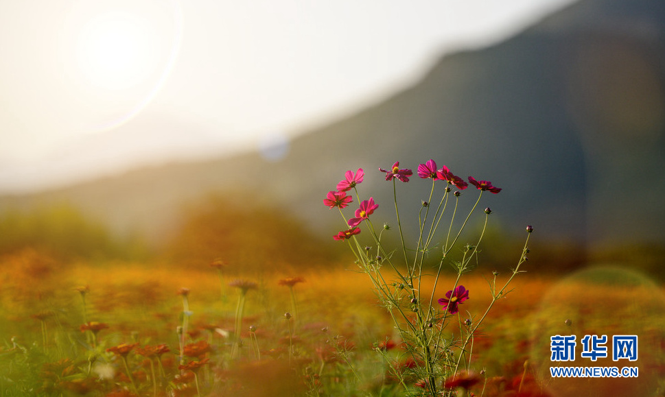 迎著風(fēng)和日麗的陽光
