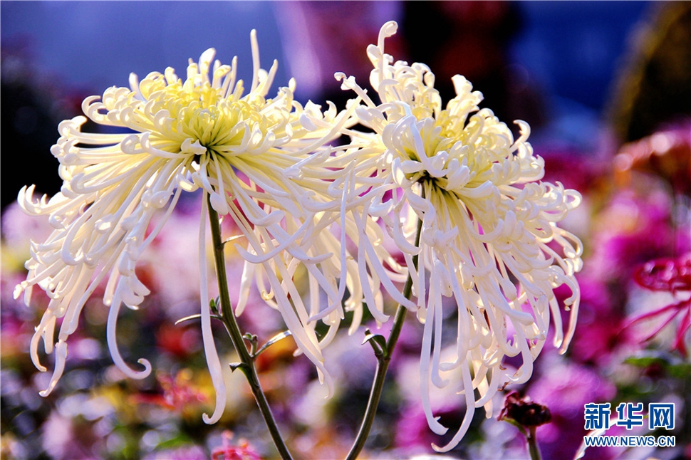 金秋時節(jié)，菊潤車城