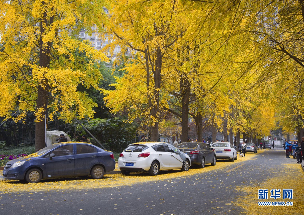 冬日暖陽，成都的銀杏已滿地