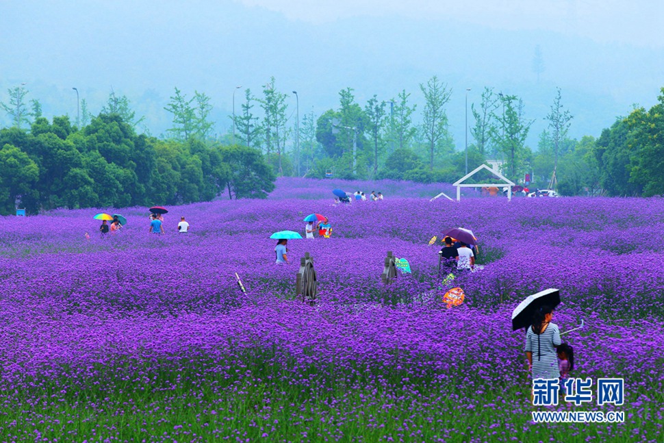 雨中游蓀湖花海，美翻了！