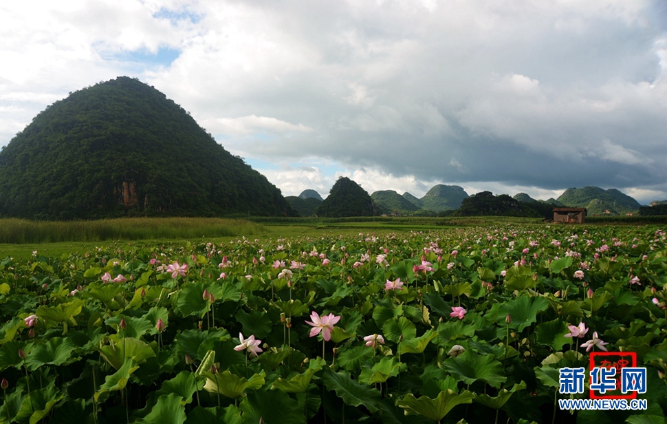 一生一世，萬畝荷花