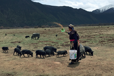 脫貧攻堅(jiān)&ldquo;世界屋脊之巔&rdquo;