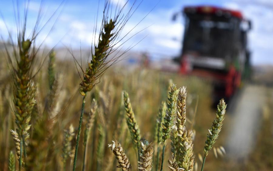 豐收的喜悅！看，各地秋收忙