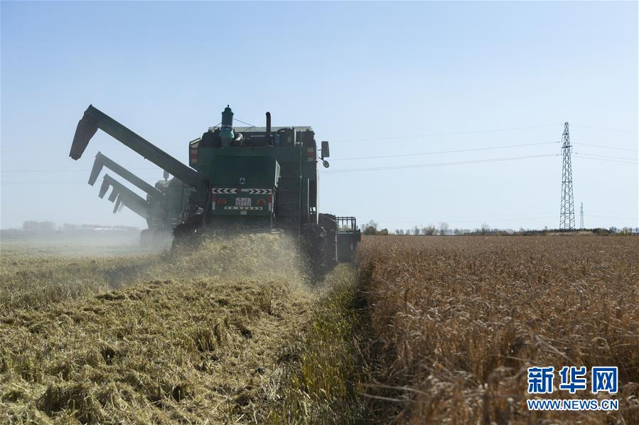 （社會）（3）&ldquo;北大荒&rdquo;秋收忙