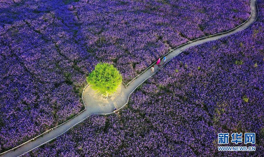 （十九大&middot;讀報(bào)告 話民生）（7）加快生態(tài)文明體制改革，建設(shè)美麗中國