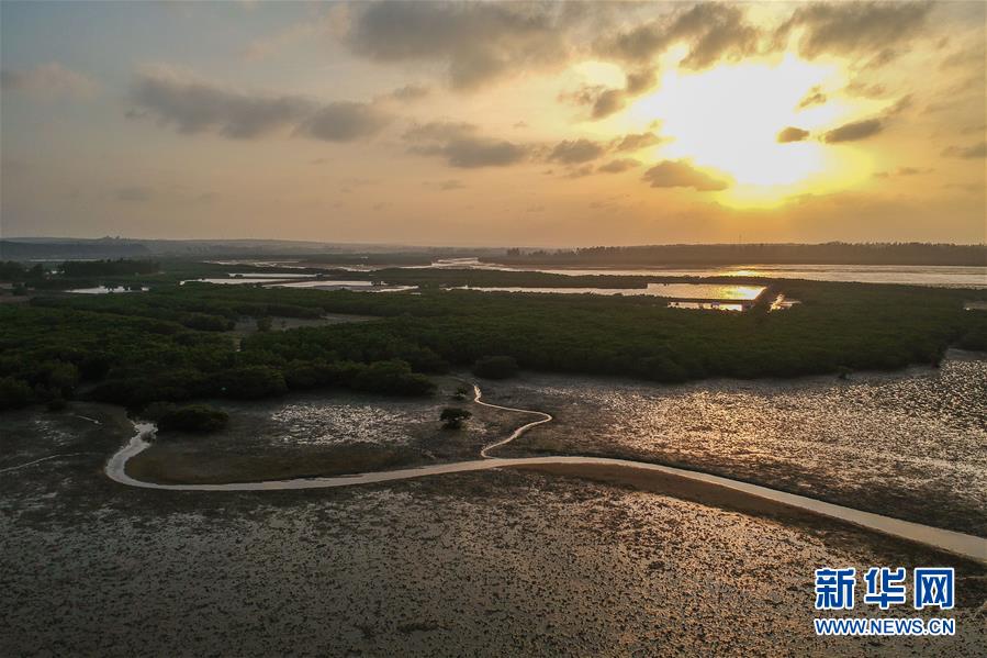 （圖文互動(dòng)）（1）十年樹木、紅樹成林&mdash;&mdash;&ldquo;海上森林&rdquo;回歸記