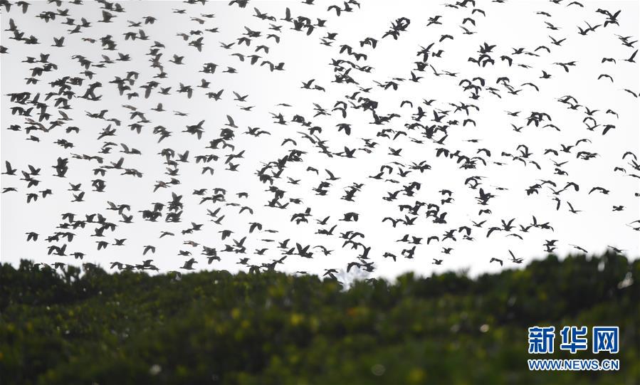 （圖文互動）（3）十年樹木、紅樹成林&mdash;&mdash;&ldquo;海上森林&rdquo;回歸記