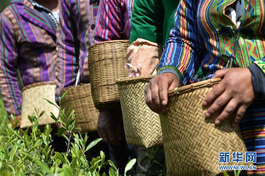 （經濟）（7） 西藏墨脫：茶業(yè)變成致富&ldquo;金葉&rdquo;
