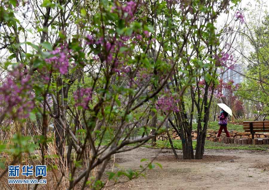 （在習(xí)近平新時代中國特色社會主義思想指引下&mdash;&mdash;新時代新氣象新作為&middot;新華全媒頭條&middot;圖文互動）（4）最濃是這中國紅&mdash;&mdash;北京市西城區(qū)弘揚(yáng)紅墻意識深化改革發(fā)展紀(jì)實