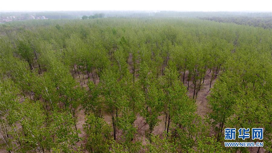 （在習(xí)近平新時(shí)代中國特色社會(huì)主義思想指引下&mdash;&mdash;新時(shí)代新氣象新作為&middot;圖文互動(dòng)）（2）河南民權(quán)：三代造林人接力68年播綠黃河故道
