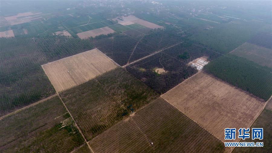 （在習(xí)近平新時(shí)代中國特色社會主義思想指引下&mdash;&mdash;新時(shí)代新氣象新作為&middot;圖文互動(dòng)）（3）河南民權(quán)：三代造林人接力68年播綠黃河故道