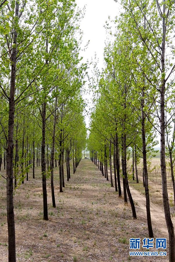（在習(xí)近平新時(shí)代中國特色社會主義思想指引下&mdash;&mdash;新時(shí)代新氣象新作為&middot;圖文互動）（6）河南民權(quán)：三代造林人接力68年播綠黃河故道