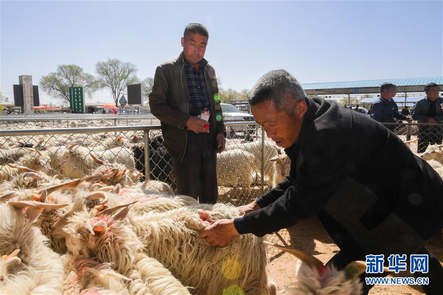 (經(jīng)濟(jì))(2)羊群交易市場(chǎng)忙