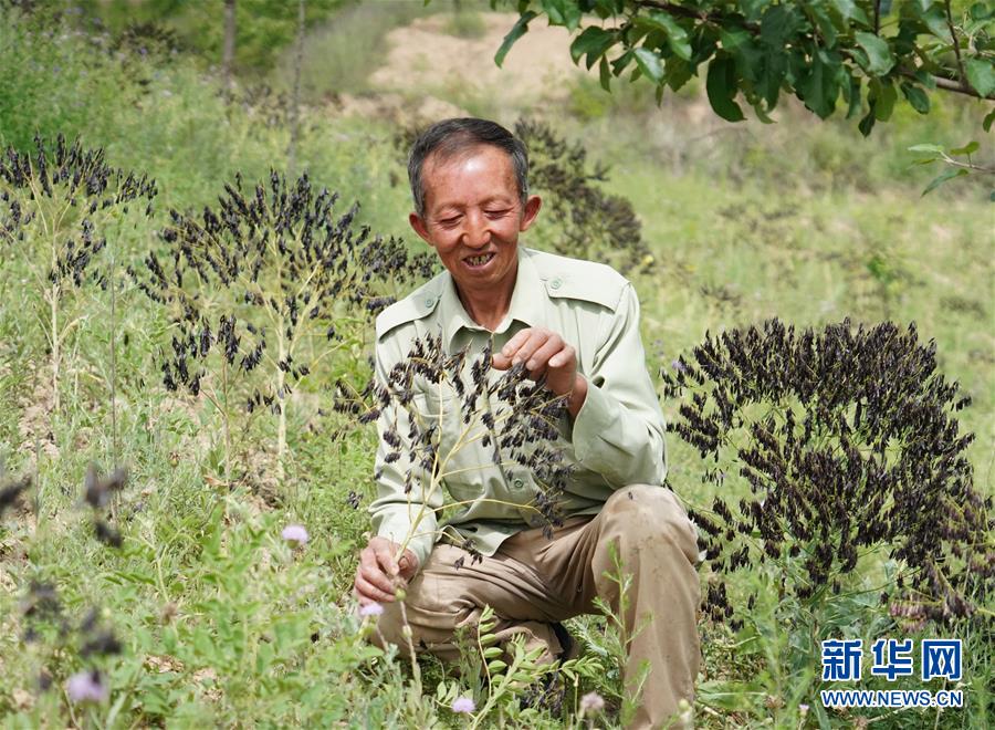（壯闊東方潮 奮進(jìn)新時(shí)代&mdash;&mdash;慶祝改革開放40年）（13）退耕還林20年 延安大地譜新篇
