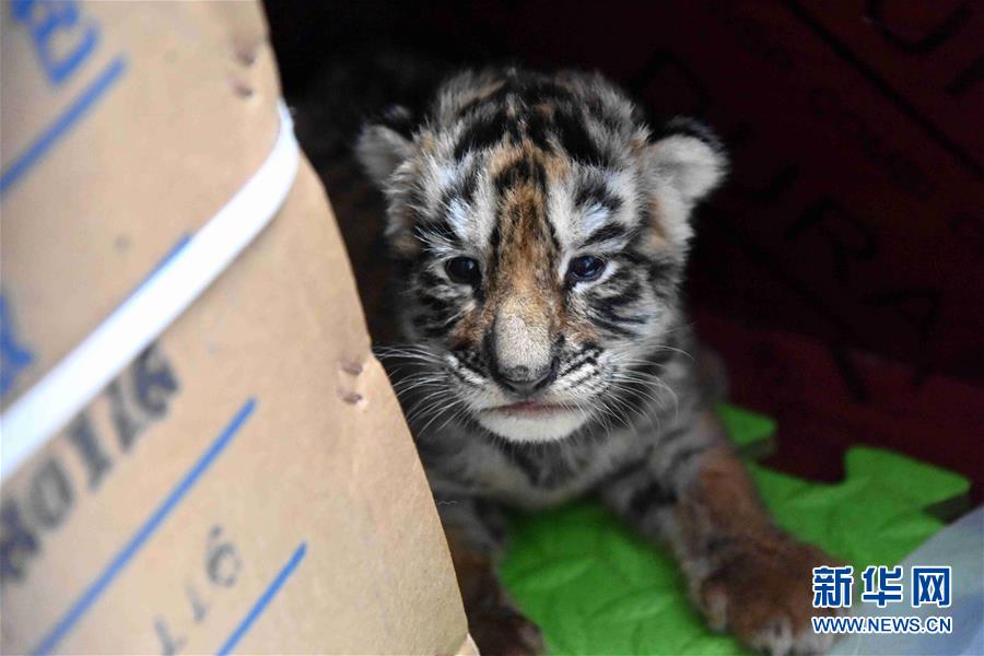 （圖文互動(dòng)）（2）虎寶寶&ldquo;幼兒園&rdquo;：奶瓶隔尿墊一樣都不能少