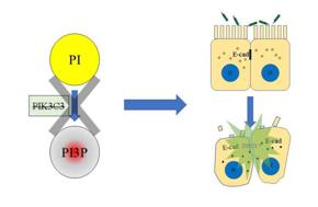 PI3P缺失導(dǎo)致上皮細(xì)胞連接破壞，最終招募中性粒細(xì)胞，發(fā)生急性炎癥