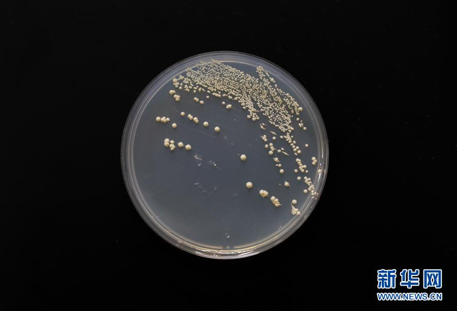 （科技）（4）中國&ldquo;創(chuàng)造&rdquo;世界首例單條染色體真核細胞