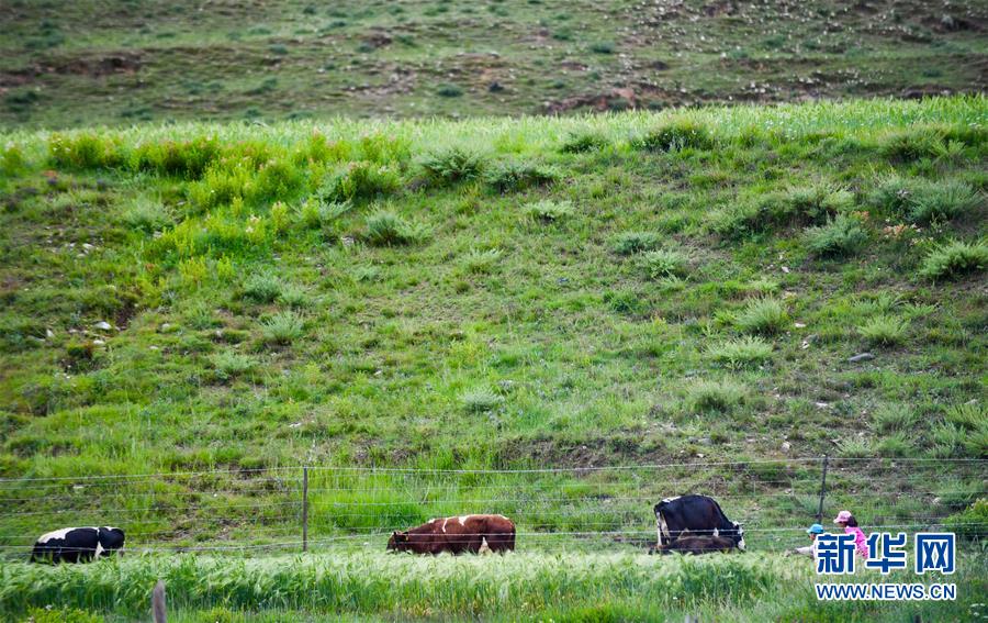（社會）（13）夏日&ldquo;過林卡&rdquo; 親近大自然