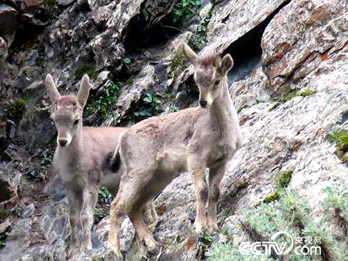 久美扎西拍攝的野生動物。