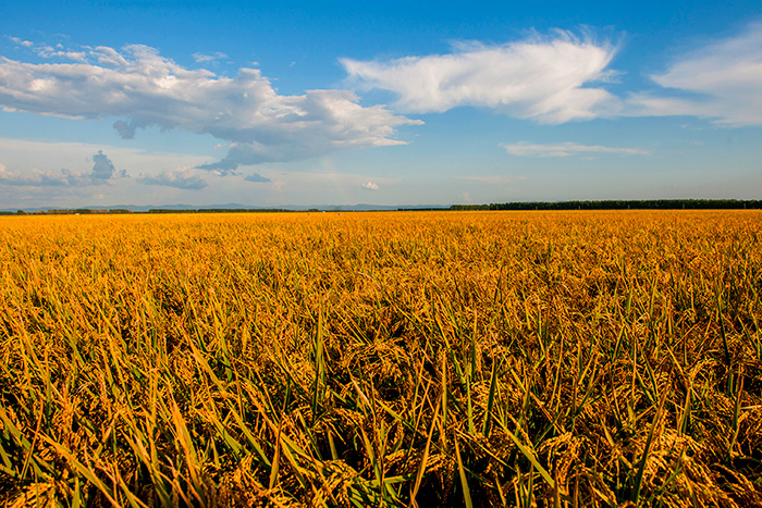 秋收的中國，你想象不到的美！但更美的是&hellip;&hellip;