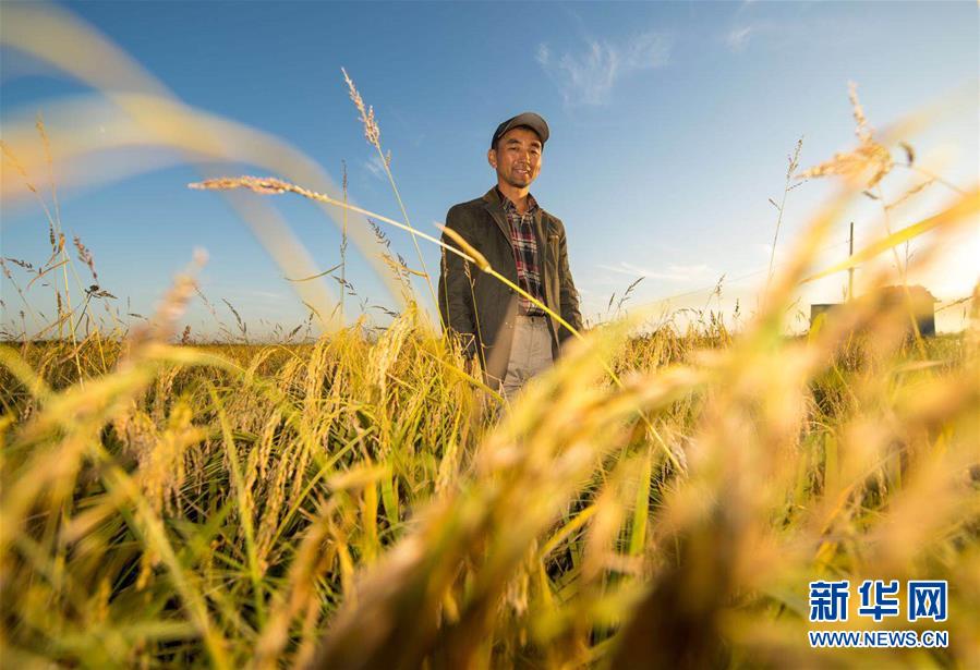 （豐收的味道）（圖文互動）（2）稻人有道&mdash;&mdash;種糧大戶李學(xué)明的十余年堅守