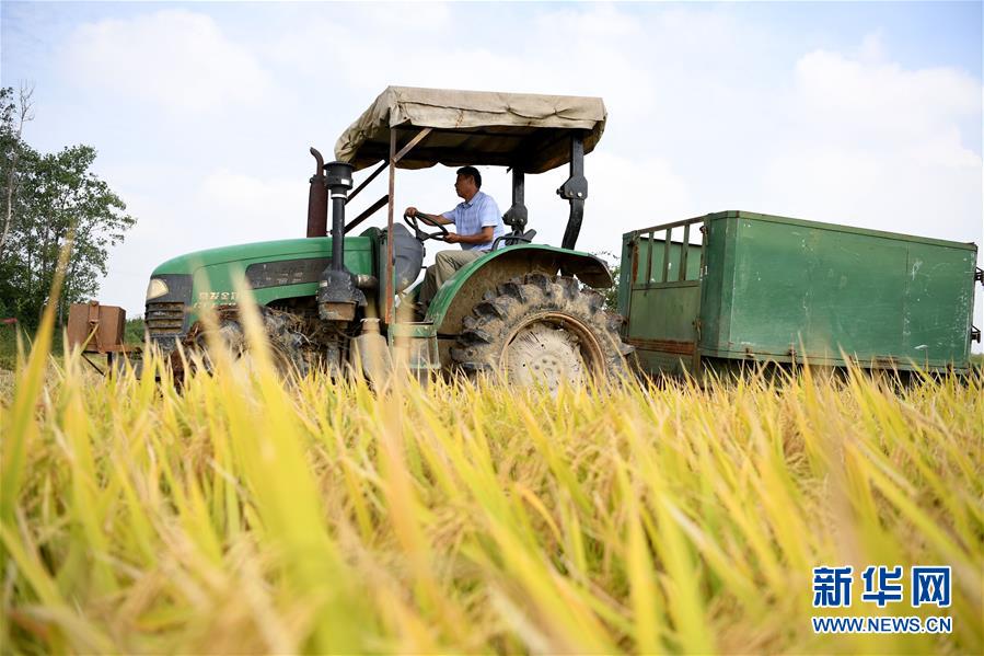 （新華全媒頭條&middot;圖文互動）（7）希望灑在金色田野&mdash;&mdash;寫在鄉(xiāng)村振興戰(zhàn)略實施一周年之際