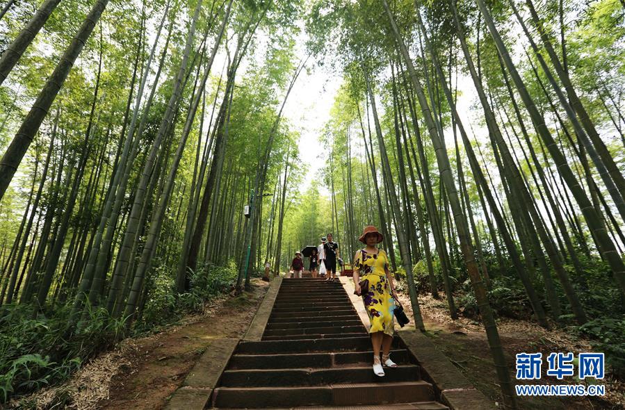 （在習近平新時代中國特色社會主義思想指引下&middot;慶祝改革開放40周年&middot;綠色發(fā)展&middot;圖文互動）（1）向陽花木易為春&mdash;&mdash;綠色發(fā)展之&ldquo;木&rdquo;的故事