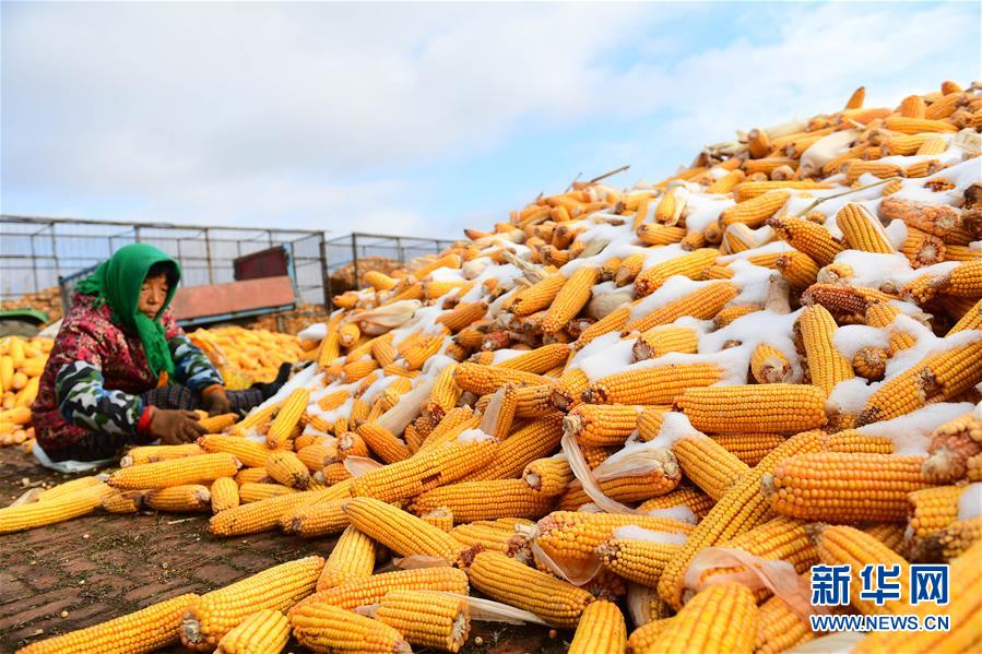 (在習(xí)近平新時(shí)代中國(guó)特色社會(huì)主義思想指引下——新時(shí)代新作為新篇章·鄉(xiāng)村振興戰(zhàn)略·圖文互動(dòng))(1)吉林榆樹(shù):產(chǎn)糧“冠軍縣”大旱之年從容應(yīng)對(duì)減產(chǎn)考驗(yàn)