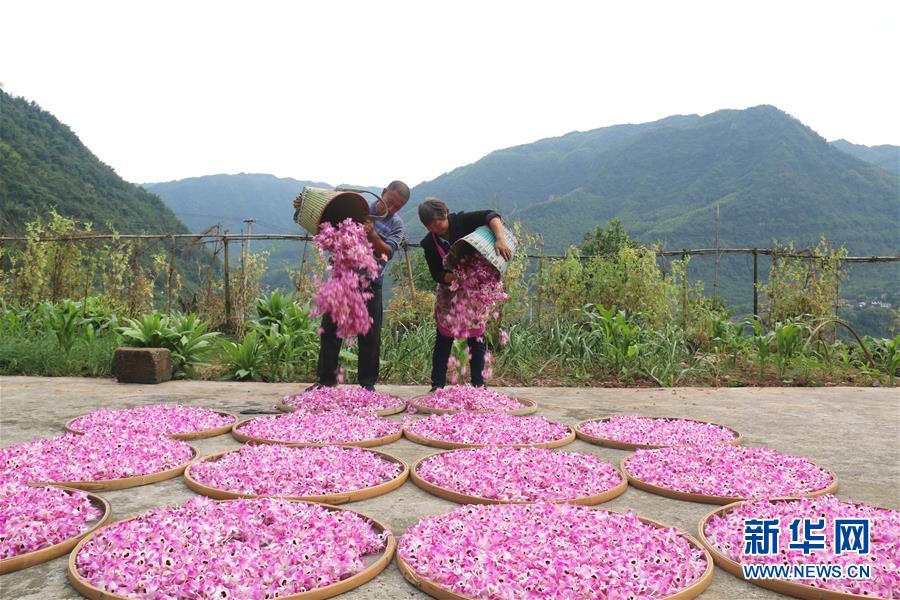 (在習(xí)近平新時代中國特色社會主義思想指引下·慶祝改革開放40周年·綠色發(fā)展·圖文互動)(3)吹盡狂沙始到金——綠色發(fā)展之“金”的故事