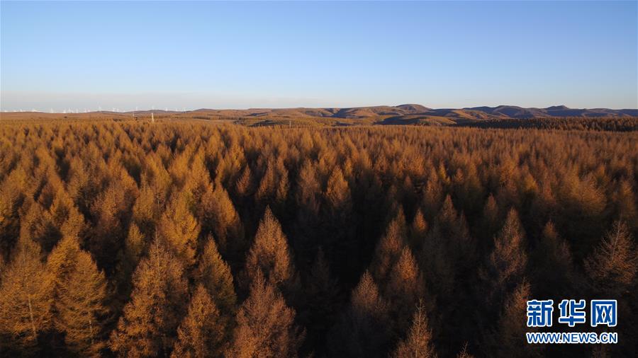 （新華全媒頭條&middot;圖文互動）（6）那一抹綠色，走進越來越多人心里&mdash;&mdash;河北塞罕壩續(xù)寫新時代綠色傳奇