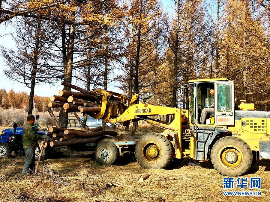 （新華全媒頭條&middot;圖文互動）（7）那一抹綠色，走進越來越多人心里&mdash;&mdash;河北塞罕壩續(xù)寫新時代綠色傳奇