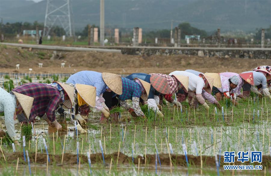 （百城百縣百企調研行&middot;圖文互動）（4）海南農墾：農業(yè)&ldquo;國家隊&rdquo;打贏改革&ldquo;翻身仗&rdquo;